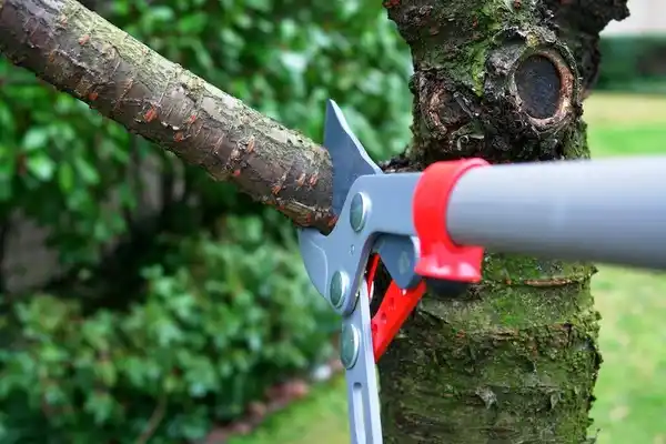 tree services Tool